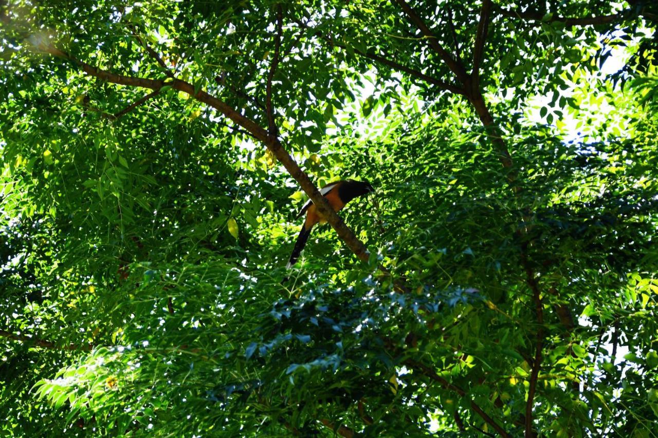 Shanta Ghar A Rustic Guesthouse Chitwan Luaran gambar
